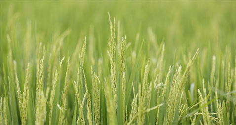 Paddy field Paddy field